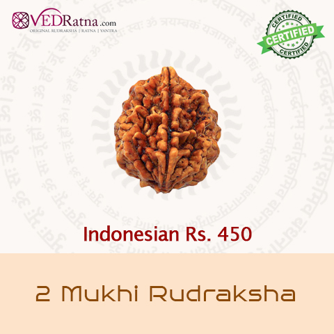 2 mukhi rudraksha
